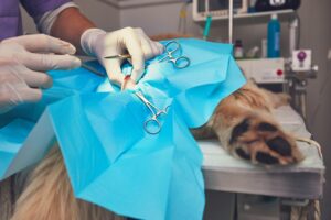 cirurgia veterinaria Veterinario realizando uma cirurgia 1