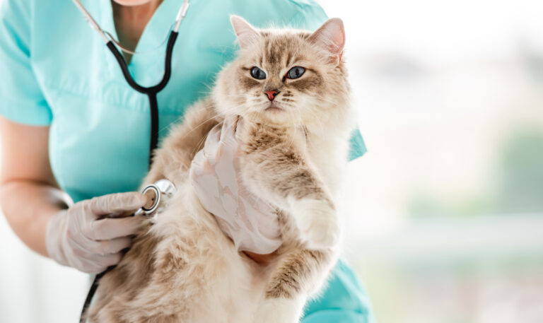 medicina felina clinica veterinaria campinas