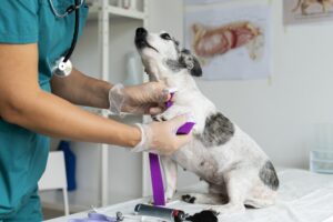 nefrologia veterinaria campinas 1