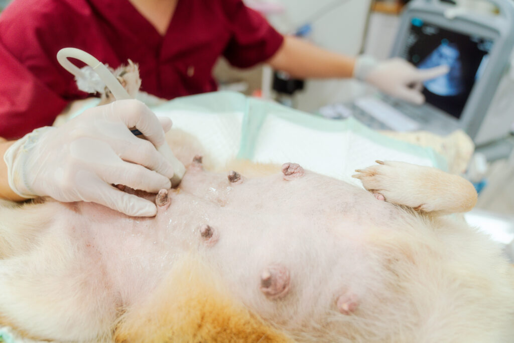 Exames de diagnostico de imagem cães e gatos - Veterinário Campinas