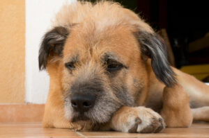 closeup shot sleepy fluffy cute dog lying ground