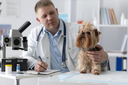 Laboratorio Veterinario clinica veterinaria campinas