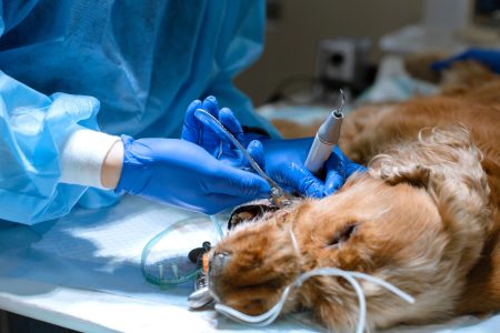 Odontologia veterinaria campinas -llimpeza de dente - clinica veterinaria