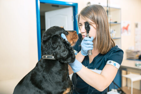 oftalmologia veterinaria clinica veterinaria campinas