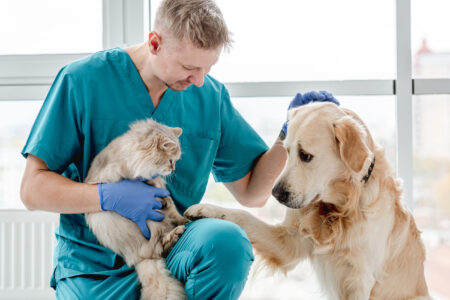 oncologia veterinaria clinica veterinaria campinas