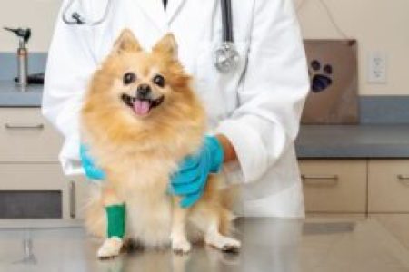 Ortopedia veterinaria cachorro com a pata enfaixada clinica veterinaria campinas
