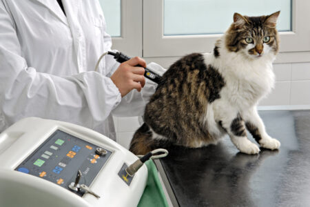 Laserterapia medicina integrativa clinica veterinaria campinas