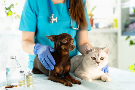 Dermatologia Veterinaria - clinica veterinaria campinas