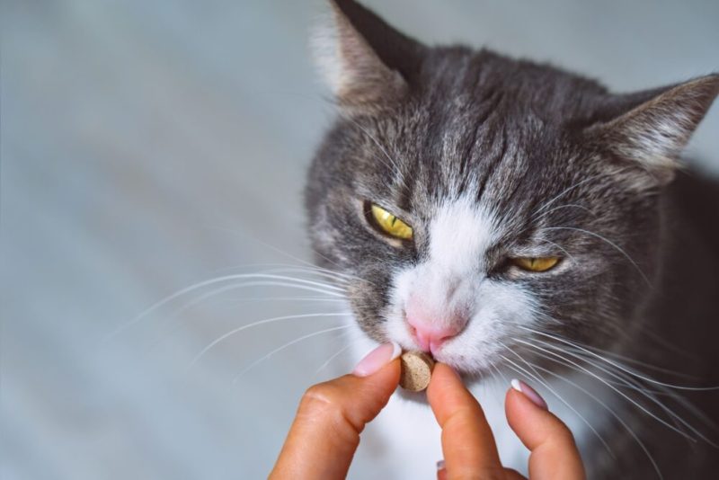 farmacia veterinaria campinas gato tomando comprimido