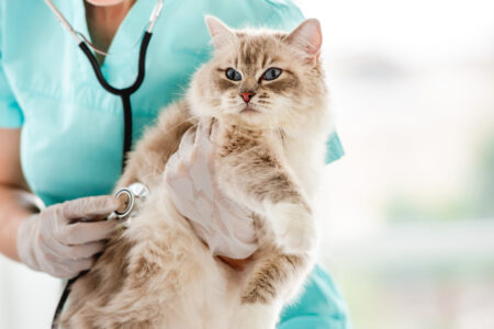 medicina felina clinica veterinaria campinas