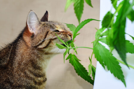 medicina felina cannabis medicinal clinica veterinaria campinas