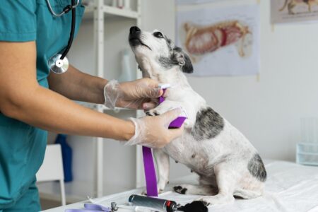nefrologia veterinaria campinas